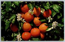 Florida FL - Beautiful Florida Fruit Cluster - Oranges - Vintage Postcard picture