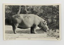 RPPC East African Game Hippo Nairobi Kenya Real Photo Postcard Unposted picture