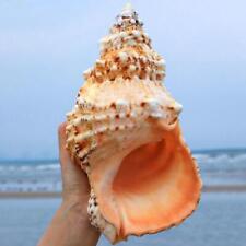 Natural Tutufa Rubeta Conch Shells Coral Sea Snail Fish Tank Home Decor 17-18cm picture
