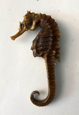 Vintage Real Natural Dried Seahorse Specimen Hippocampus Erectus Skeleton 4.0+in picture
