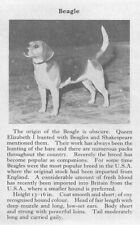 Beagle - 1970 Vintage Dog Art Photo Print - Matted GIFT picture