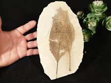 wOw TWO Big Entwined Fossil LEAVES Green River Formation Wyoming 359gr picture