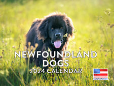 Newfoundland Dog 2024 Wall Calendar picture