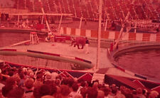 1960 Pacific Ocean Park Elephant Show POP Amusement Ektachrome Original Slide 8 picture