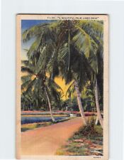 Postcard A Beautiful Palm Lined Drive Florida USA picture