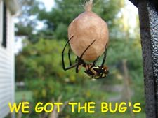 1 Real Black and Yellow Garden Spider ( Specimen  Egg Sac ) (Egg Sac Only)🕷🕸🕷 picture