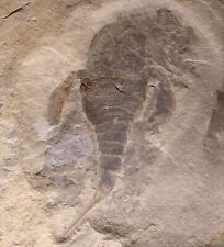 4 inch Silurian eurypterid from bertie fm, new york - eurypterus remipes picture