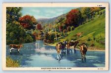 Waterloo Iowa Postcard Greetings Cows Drinking On River Scenic View 1938 Vintage picture