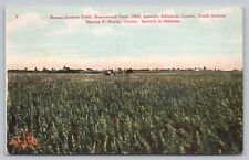 Postcard SD Ipswich Bromo Inermis Field Homewood Farm Edmunds County c1908 B8 picture