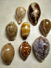 8 Cyprea Cowry Sea Shells:  Trona stercoraria, Zoila thersites, Cyprea mappa picture