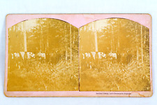 1800's Native American Indian Camp Les Cheneaux Island Michigan Photo Stereoview picture