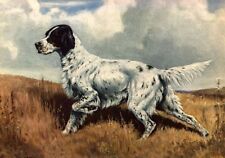 English Setter - CUSTOM MATTED - Dog Art Print - Megargee  picture