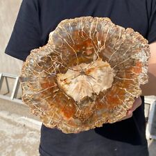 5.4LB Beautiful Natural polished Arizona petrified wood slice mineral specimen picture