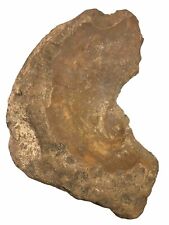 Large 7inch By 5 Inch Prehistoric Neathdrathal Flint Axe Found In Central Texas picture