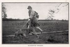 DOG Bloodhound Tracking Search Dog, Rare WWI Print c.1916 Antique Print picture