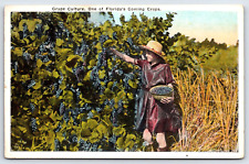 Postcard 1926 Grape Culture One of Florida's Coming Crops A17 picture