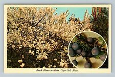 Cape Cod MA-Massachusetts, Beach Plums in Bloom, Vintage Postcard picture