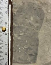 Eurypterid fossil - partial Acutiramus - Silurian - Fiddlers Green, Herkimer, NY picture