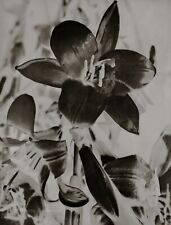 1930/75 MAN RAY Vintage Surreal Lily Flower Negative Still Life Photo Art 12x16 picture