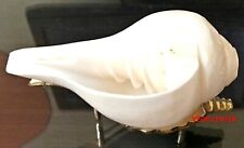 EXCLUSIVE BLOWING SOUND MAKING SHANKHA SHANKH CONCH SHELL WITH BRASS STAND picture