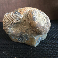460g Rare Heteromorphic Ammonite Nostoceras fossil malagasyense Madagascar md353 picture
