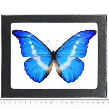 Morpho helena blue white butterfly Peru FRAMED picture