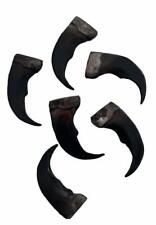 12 MODEL DARK 2 IN GRIZZLY BEAR CLAWS scary imitation big claw wild animals new picture