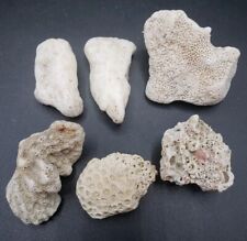 6 Pieces Various Coral White from Collectors Estate Lot #3 Reef Fishtank Decor picture