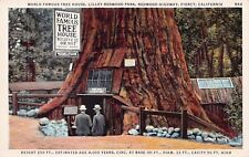 Redwood Highway California Giant Sequoia Tree Grove Forest Vtg Postcard D49 picture