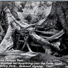c1940s Redwood Highway, CA RPPC Trippy Hugging Octopus Trees Natures Harp A164 picture