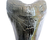 7 INCH LONG MEGALODON TOOTH REPLICA BIG FOSSIL GIANT RELIC TEETH HUGE SHARK NEW picture