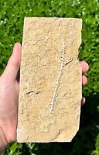 RARE 4 inch Fossil Archimedes Screw in Matrix Alabama Bryozoan Bangor Limestone picture