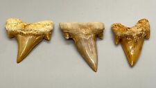 Group of 3 BEAUTIFUL Fossil OTODUS OBLIQUUS Shark Teeth - Morocco picture