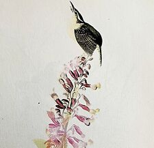 Carolina Wren 1950 Lithograph Art Print Audubon Bird First Edition DWU14E picture