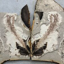 A pair of exquisite plant fossils from the Jurassic Daohugou period picture