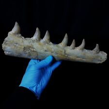 Genuine Mosasaurus beaugei jaw fossil  (Squamata, Mosasauridae) picture