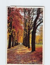 Postcard Trees Nature Trail Landscape Scenery picture