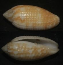 Tonyshells Seashells Pterygia crenulata CRENULATE MITRE HUGE 33.7mm F+++ picture