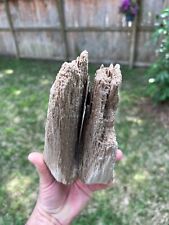 Texas Petrified Live Oak Wood Tree Fossil 9x4x4 Rotted Branch Piece picture