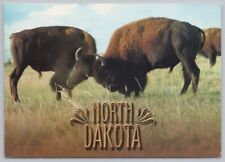 State View~Buffalo Butting Their Heads Together In ND~Continental Postcard picture