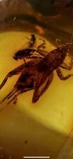 Caribbean  Amber Insects  Fossils Collectibles 11 Amazing Pieces Caribbean Amber picture