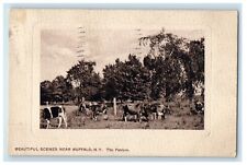 1910 Beautiful Scenes Near Buffalo New York NY, The Pasture Cows Posted Postcard picture