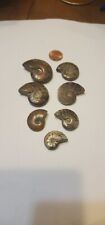 Iridescent Ammolite Pyritized Ammonite Collection picture