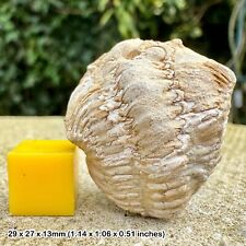 Exceptional Rare Dudley Bug - Calymene Blumenbachii Trilobite Fossil from picture