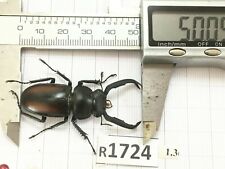 R1724 # Unmounted insect beetle Coleoptera Vietnam picture