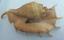 Seashell Hybrid Lambis truncataxLambis millepeda picture
