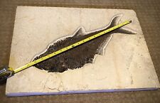 Huge 18.5in Fossil Diplomystus Fish Green River Fossil Formation- Museum Quality picture