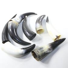 8 Small Polished Cow Horns #3133 Natural colored picture