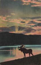 Denver CO Colorado, Bull Moose Silhouette Lake Evening Sunset, Vintage Postcard picture