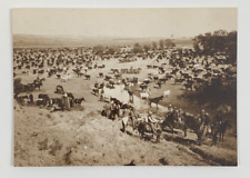 Cowboys Stop the Cattle Drive to Rest at a Watering Hole Postcard 1999 B&W picture